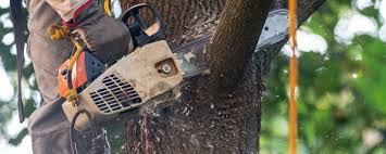 Reliable Wilton, CA  Tree Services Solutions