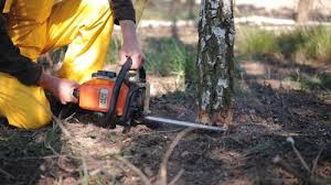 Why Choose Our Tree Removal Services in Wilton, CA?