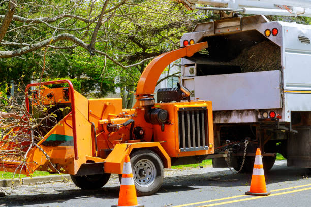 Lawn Drainage Solutions in Wilton, CA